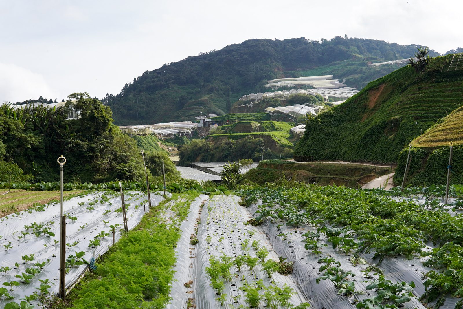 Farm rows below the hills of Cameron Highlands.