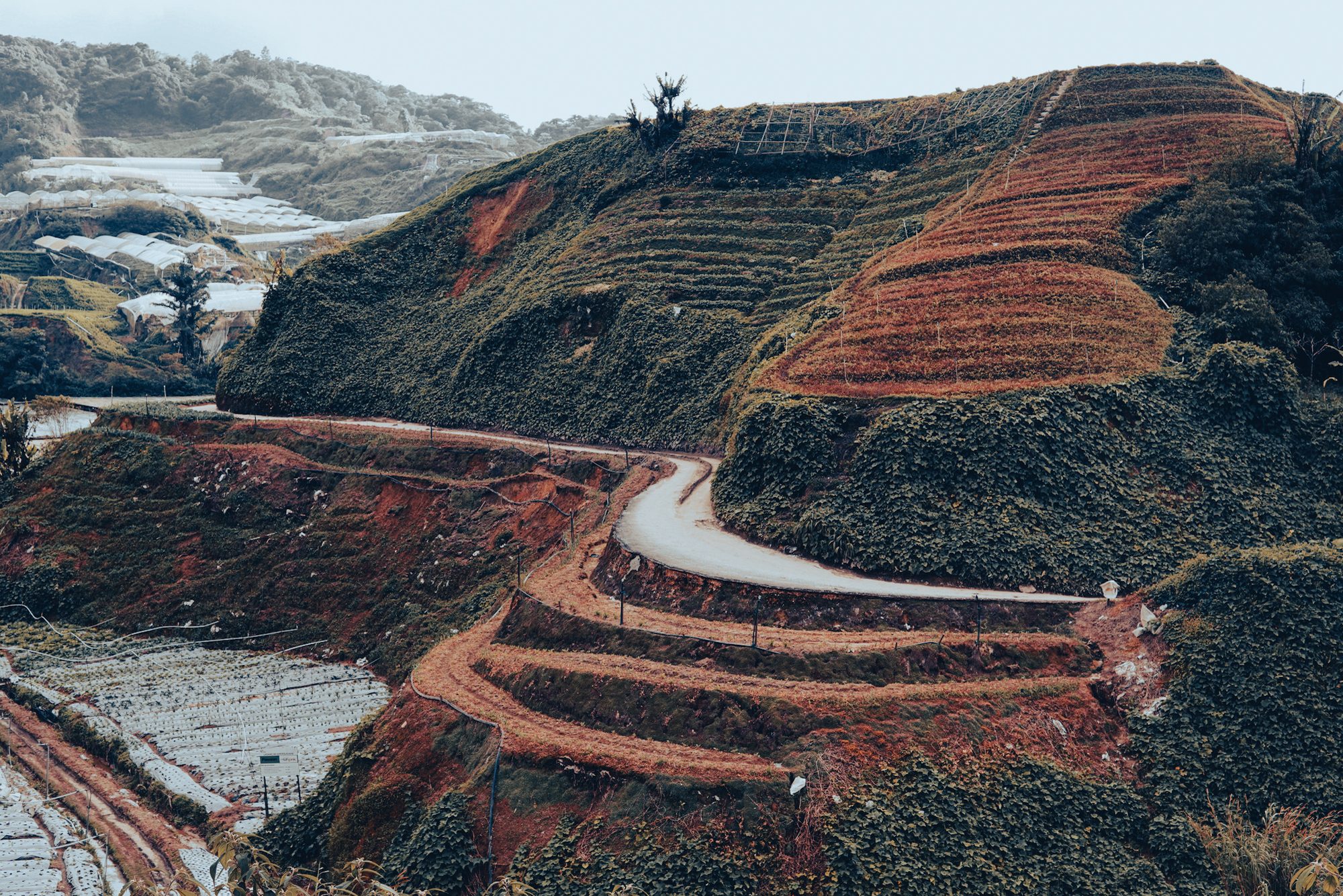 A hillside in Cameron Highlands cut into red-earth terraces, a road winding through.