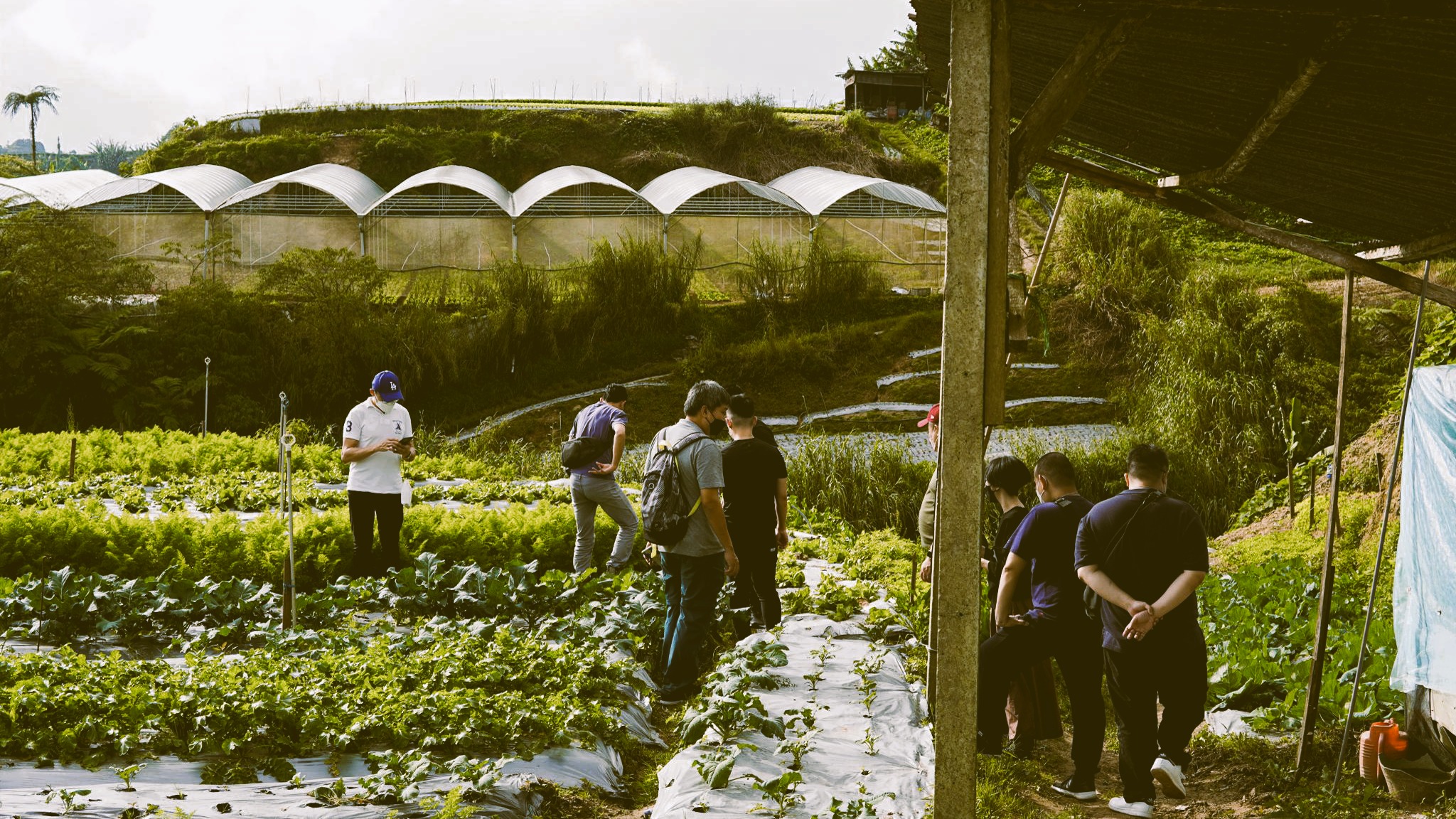 Shin'Labo opening team on mandatory bio-dynamic farm visit at Uncle Leong's, Cameron Highlands — before beginning service.